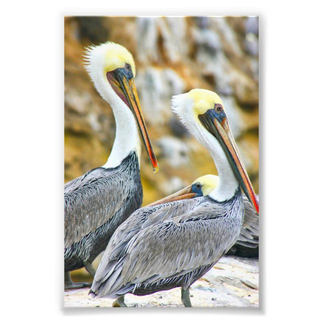 PELICAN BOGO PHOTO PRINT (Front)
