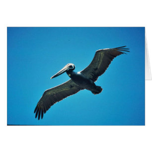 Pélican Brown en vol