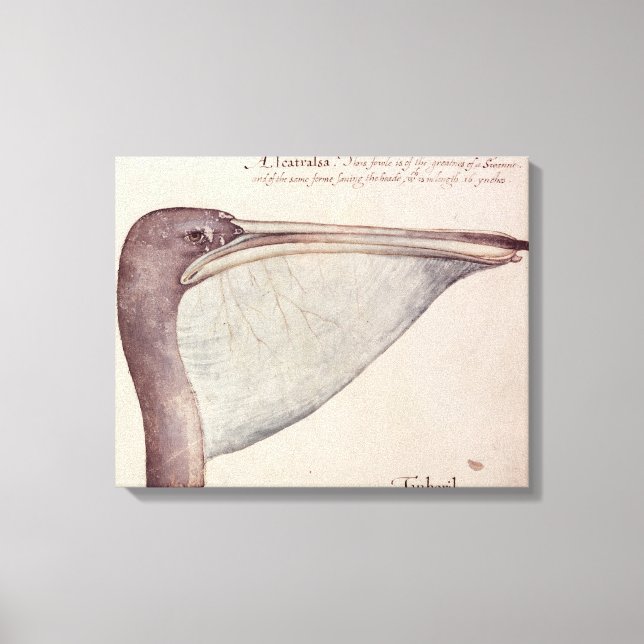 Pelican, c.1590 canvas print (Front)