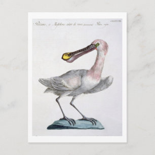 Pelican, c.1767-76 (hand coloured engraving) postcard