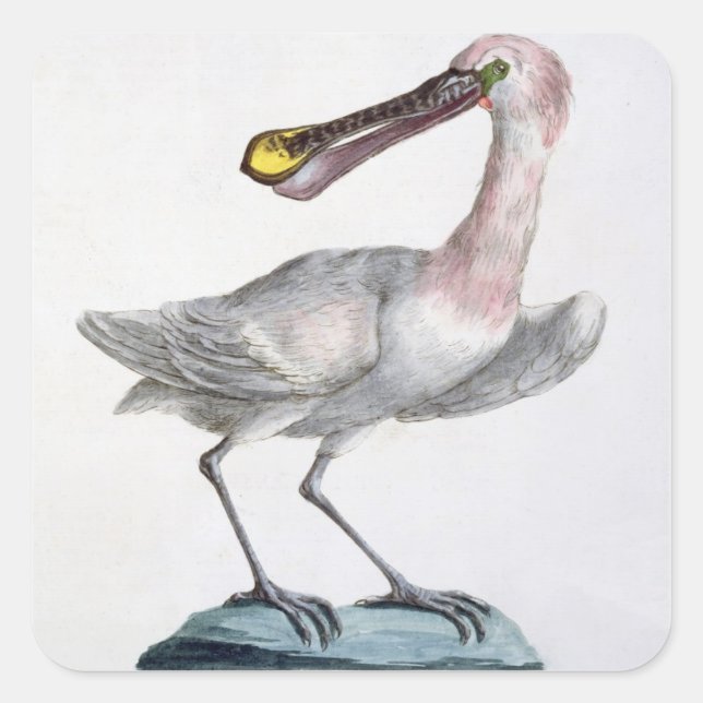 Pelican, c.1767-76 (hand coloured engraving) square sticker (Front)