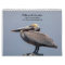 Pelican Calendar 2026