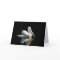 Pelican