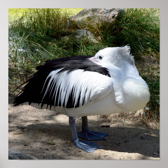 Pelican Cat Naps, Wall Poster (Front)
