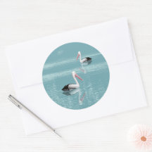 Pelican Couple Paddling on Calm Aqua Water