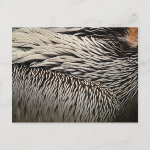 Pelican Feathers Abstract Nature Photography Postcard