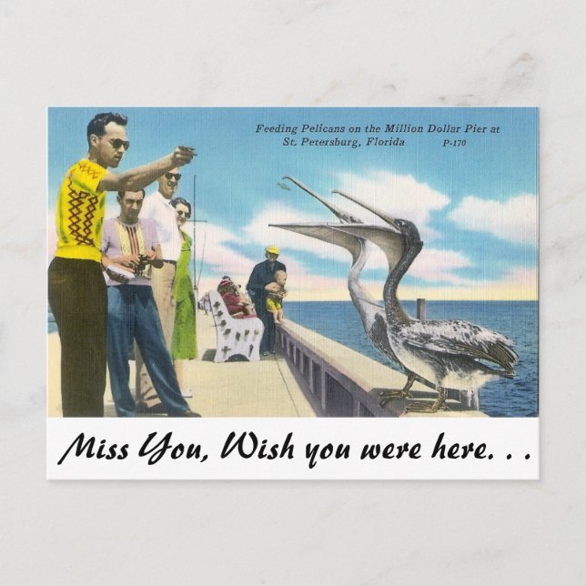 Pelican feeding in Florida Postcard (Front)