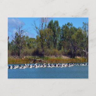 Pelican Fishing Frenzy, Postcard