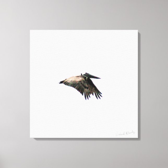 Pelican Flight | Ft. Myers, FL | 24x24 Canvas Print (Front)