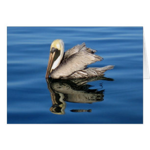 Pélican flottant
