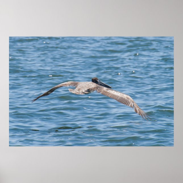 Pelican Flying Low Poster (Front)