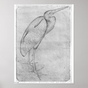 Pelican, from the The Vallardi Album Poster