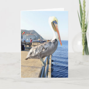 Pelican Greeting Card