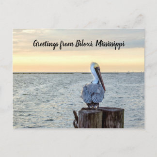 Pelican Greetings Postcard