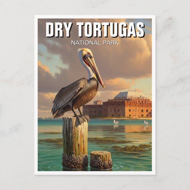Pelican in Dry Tortugas National Park Postcard (Front)