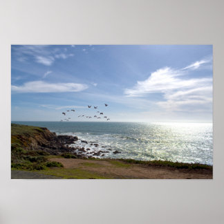 Pelican in Flight - Fiscalini Ranch, Cambria Poster