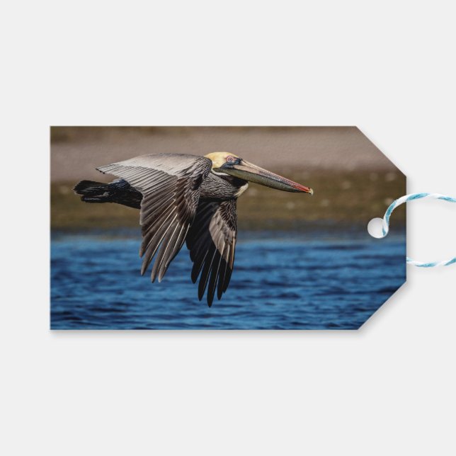 Pelican in flight gift tags (Front (Horizontal))