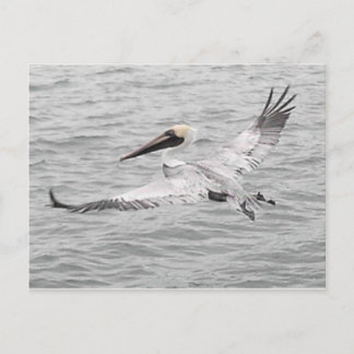 Pelican In Flight Postcard