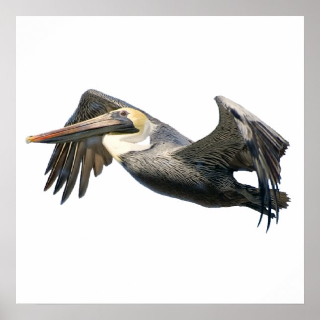Pelican in Flight poster (Front)