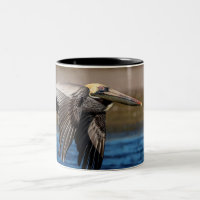 Pelican in flight