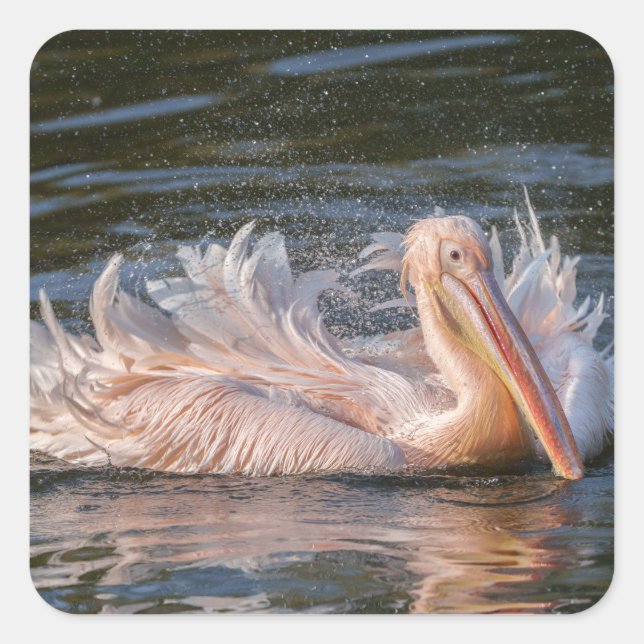 Pelican in Motion Square Sticker (Front)