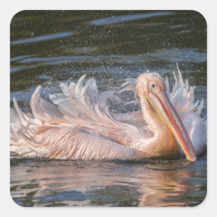 Pelican in Motion Square Sticker