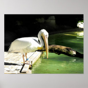 Pelican in springtime in Spain Poster
