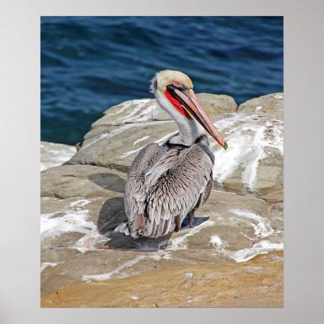 Pelican In The Ocean Poster (Front)