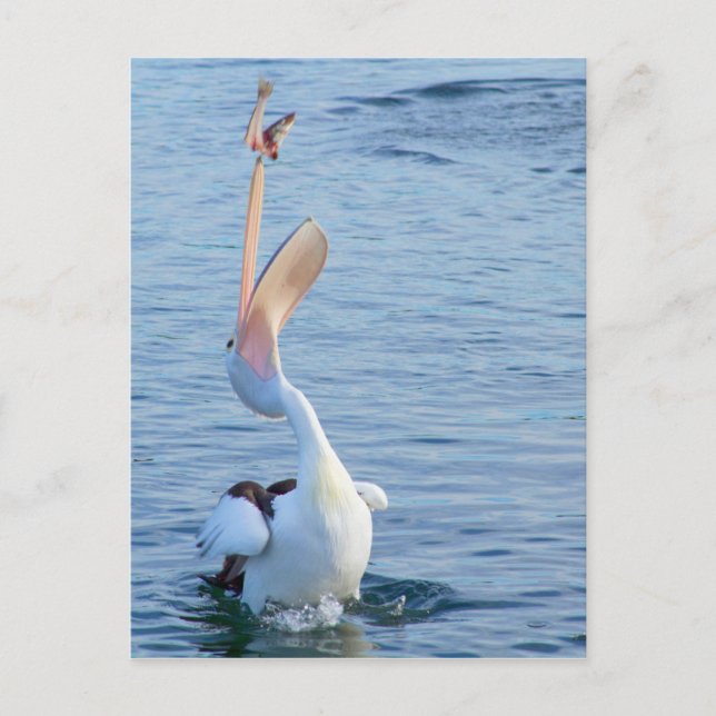 Pelican in Water Catching Fish in Air Postcard (Front)