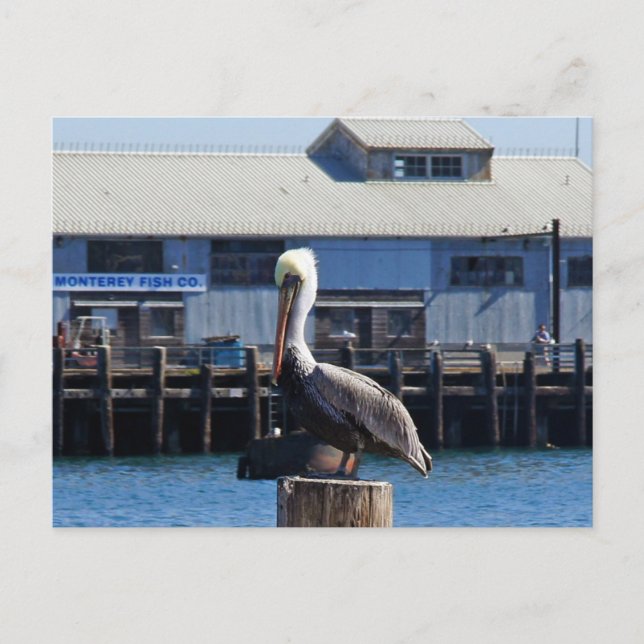 Pélican Monterey, Californie Carte postale (Devant)