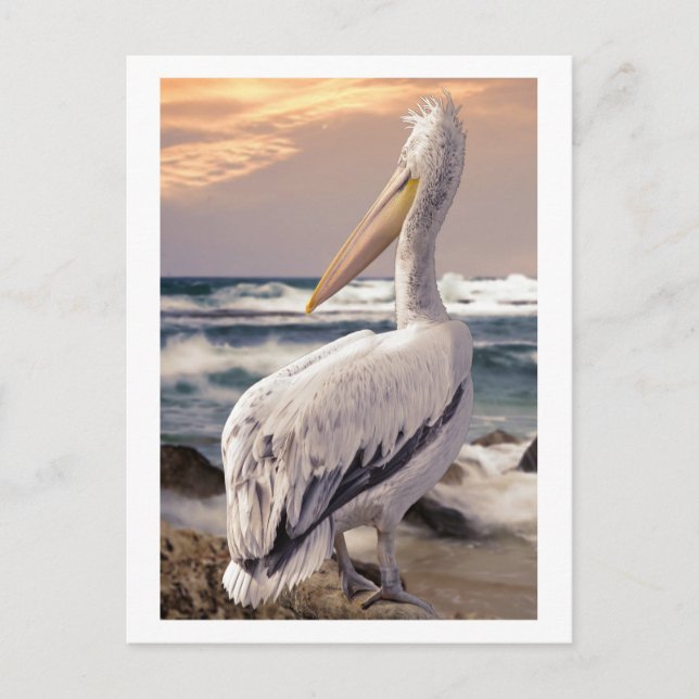 Pelican Ocean Beach Waves Sunset Postcard (Front)