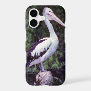 Pelican on a branch, Tasmania - Australia