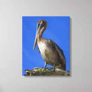 Pelican on a limb canvas print