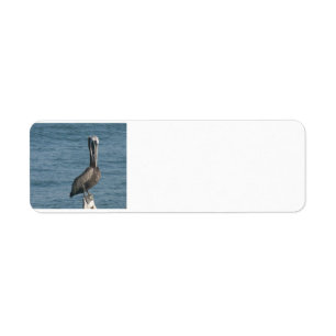 Pelican on Piling