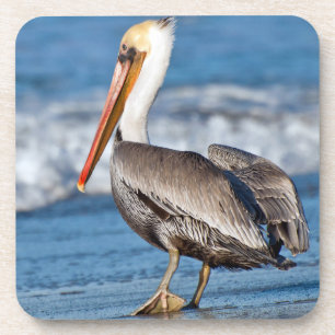 Pelican on the Beach Coaster