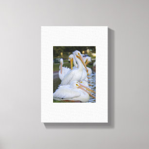 Pelican Pile Art Canvas Print