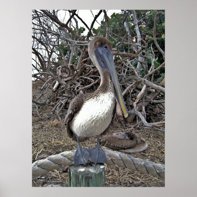 Pelican Portrait Poster (Front)