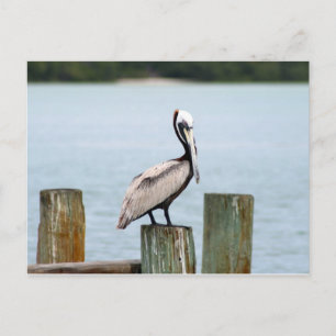 Pelican postcard