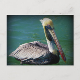 Pelican Postcard
