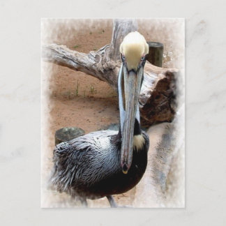 Pelican Postcard