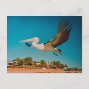 Pelican Postcard