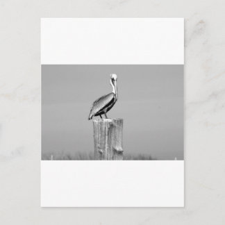pelican postcard
