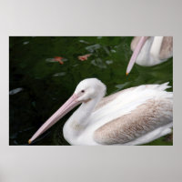 Pelican