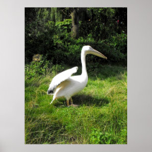 Pelican Poster