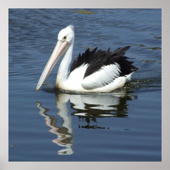 Pelican Poster (Front)