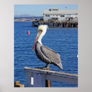 Pelican Print