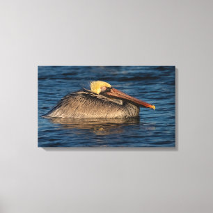 Pelican Resting in Water Canvas Print