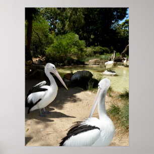Pélican Sanctuaire, Poster