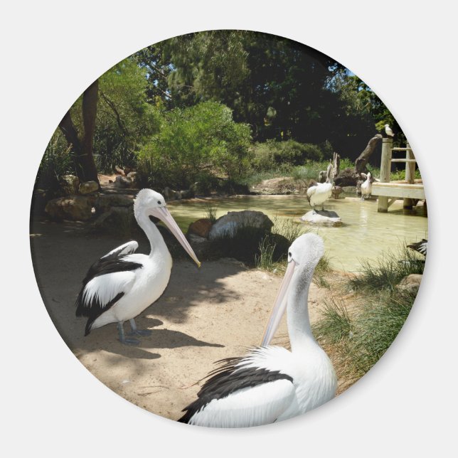 Pelican Sanctuary, Fridge Magnet (Front)