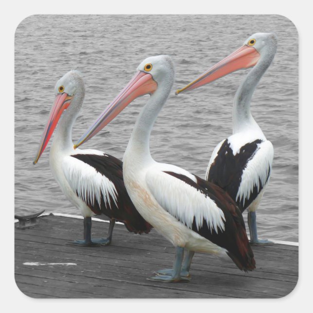 Pelican Sea Bird Minimalist Colour Pop Photography Square Sticker (Front)
